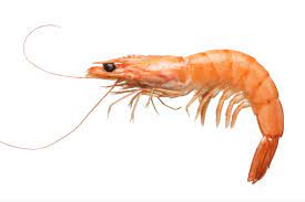 50g Shrimp